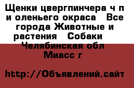 Щенки цвергпинчера ч/п и оленьего окраса - Все города Животные и растения » Собаки   . Челябинская обл.,Миасс г.